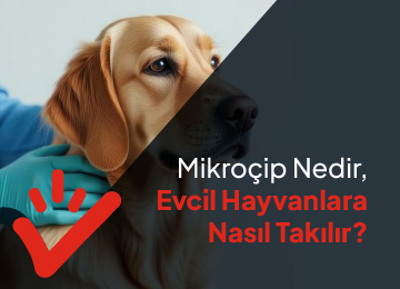 Mikroçip Nedir, Evcil Hayvanlara Nasıl Takılır?